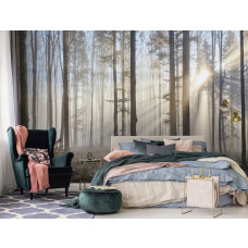 Eine Fototapete mit Sonnenstrahlen, die durch die Bäume im Wald scheinen, zu sehen im Schlafzimmer.
