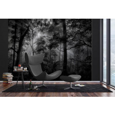 Eine Fototapete von Sonnenstrahlen in einem dunklen Wald in einem Büro.