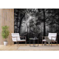 Eine Fototapete mit Sonnenstrahlen in einem dunklen Wald in einem Wohnzimmer mit Vliestapete.