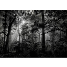 Eine Fototapete von Sonnenstrahlen in einem dunklen Wald in einem Schlafzimmer.