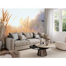 Fototapete Sonnige Graslandschaft am Morgen im Wohnzimmer mit warmer natürlicher Atmosphäre.