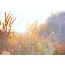 Fototapete Sonnige Graslandschaft am Morgen mit warmem Licht über hohen Grashalmen.