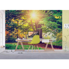 Ein Büro mit einer Fototapete mit einem sonnenbeschienenen Park am Morgen mit einem schönen Baum.