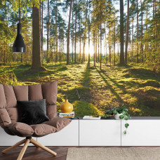 Eine Fototapete mit einem ruhigen morgendlichen Blick auf einen Wald in warmen Farben, geeignet für ein Wohnzimmer.