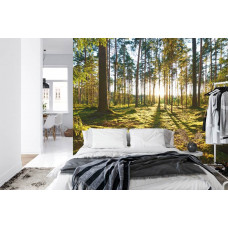Eine Fototapete mit einem stimmungsvollen Sonnenaufgang durch die Bäume, ideal für ein Schlafzimmer.