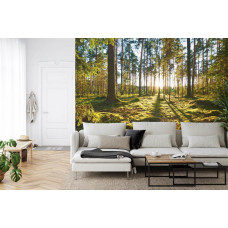 Eine Fototapete mit einem Sonnenaufgang in einem Wald voller hoher Bäume und sanfter Sonnenstrahlen, perfekt für ein Wohnzimmer.
