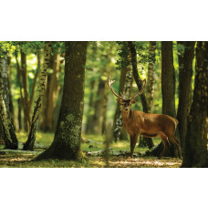Fototapete von einem Hirsch in einem Wald, Bäume und Rentiere, Natur-Thema.
