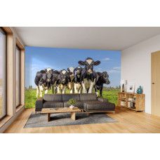 Fototapete mit Kühen auf einer sonnigen Weide im stilvollen Wohnzimmer.