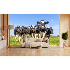 Kuh Tapete im Wohnzimmer mit schwarzweißen Kühen auf einer weiten grünen Wiese.