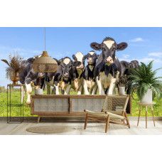 Kuh Tapete mit Kühen auf der Wiese als natürlicher Blickfang im Wohnzimmer.