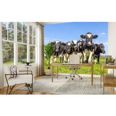 Kuh Tapete mit Kühen auf der Wiese im ländlich gestalteten Büro.