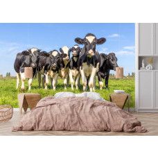 Kuh Tapete mit schwarzweißen Kühen auf der grünen Weide im ruhigen Schlafzimmer.