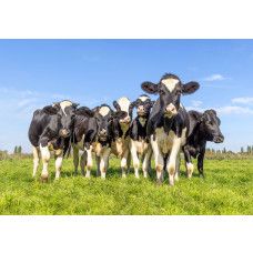 Kuh Tapete mit einer Gruppe schwarzweißer Kühe auf einer grünen Wiese unter blauem Himmel.