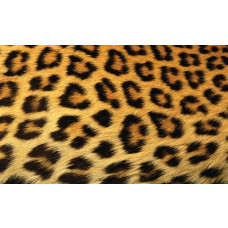 Leoparden-Tapete mit einer detaillierten Darstellung eines Pantherfells, ideal für ein Naturthema.