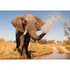 Afrikanischer Elefant auf einer Fototapete, mit einem wilden und kraftvollen Charakter.