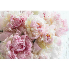 Rosa Pfingstrosen-Tapete, Blumen und Rosen, elegant und edel.