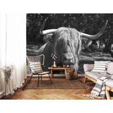 Eine Schwarz-Weiß-Fototapete eines schottischen Highlanders auf dem Display im Wohnzimmer.