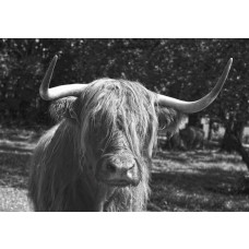 Schottischer Highlander in Schwarz-Weiß-Fototapete, Tiere in einer rustikalen Umgebung.