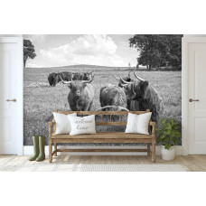 Eine Fototapete mit schottischen Hochlandbewohnern in freier Wildbahn.