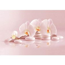 Spa-Fototapete mit Wellness-Thema, Orchideen und Steinen.