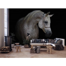 Ein weißes Pferd Fototapete für das Wohnzimmer.