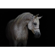 Weißes Pferd Fototapete, kraftvoll und elegant.