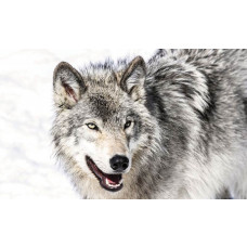 Wolf im Schnee, naturalistische Fototapete mit Wildtieren.