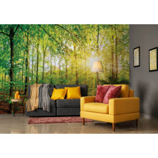 Eine Fototapete eines sonnigen Waldes mit Sonnenstrahlen und Sonnenlicht durch die Bäume im Wohnzimmer gesehen.