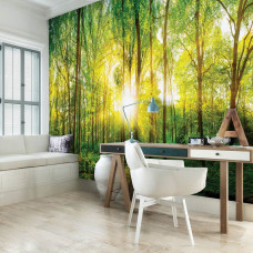 Eine Fototapete mit einem sonnigen Wald und Sonnenstrahlen, die durch die Bäume scheinen, zu sehen im Büro.