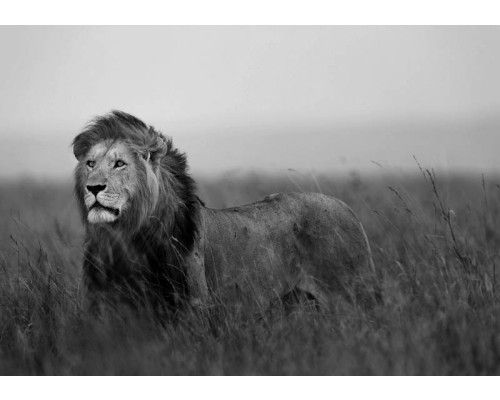 Schwarz-Weiß-Fototapete eines Löwen, mit starken Kontrasten für einen dramatischen Effekt.