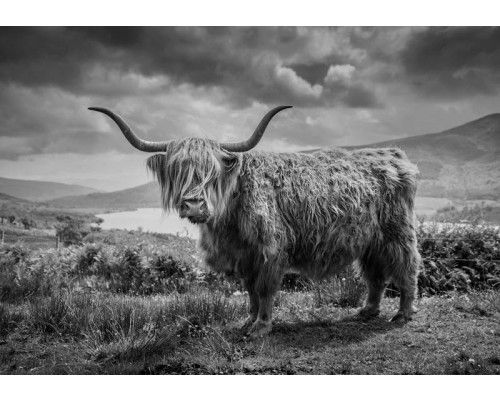 Schwarz-Weiß-Fototapete eines schottischen Hochlandbewohners in einer Berglandschaft mit atemberaubender Aussicht auf die Natur.