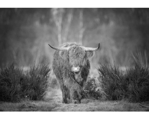Schwarz-Weiß-Fototapete eines schottischen Hochlandbewohners im Moor, mit einem friedlichen und mystischen Blick auf die Landschaft.