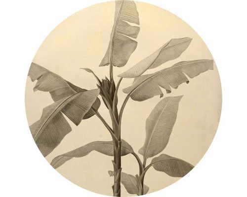 Bananenpflanze mit detaillierten Blättern auf einem Wandkreis.