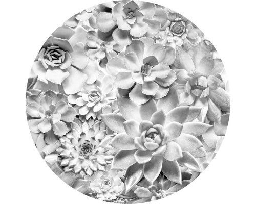 Echeveria-Blüten mit detaillierten Blättern auf einem Wandkreis.