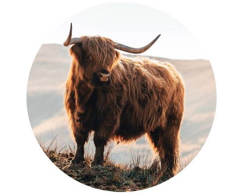 Schottische Highlander in den Bergen auf einem Wandkreis, mit einem natürlichen und wilden Blick der Natur.