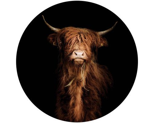 Schottischer Highlander mit beeindruckenden Hörnern, dargestellt in realistischen Farben auf einem kreisförmigen Tapetenkreis.