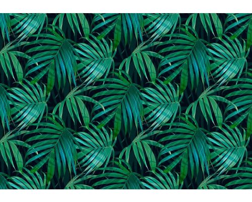 Grüne tropische Blätter in einem dichten Dschungel, Fototapete, die Natur und Frische ausstrahlt.