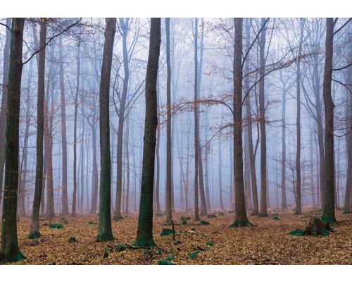 Wald-Fototapete mit Blättern, Natur und frischen Grüntönen.