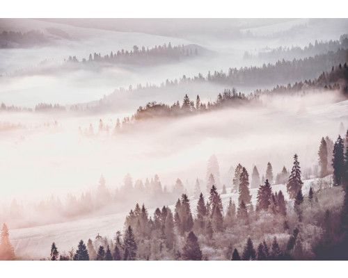 Neblige Wald-Fototapete mit einer Landschaft voller Bäume und Natur.