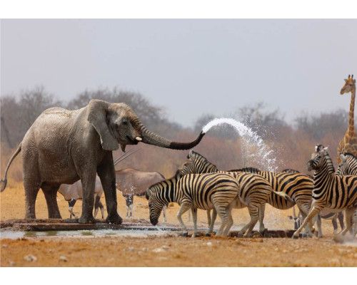 Afrikanische Wildtier-Fototapete mit Elefanten und Zebras in einer natürlichen Umgebung.