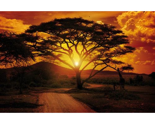 Afrika Sonnenuntergang Fototapete, mit wilden Tieren und atemberaubenden Landschaften, perfekt für Naturliebhaber.