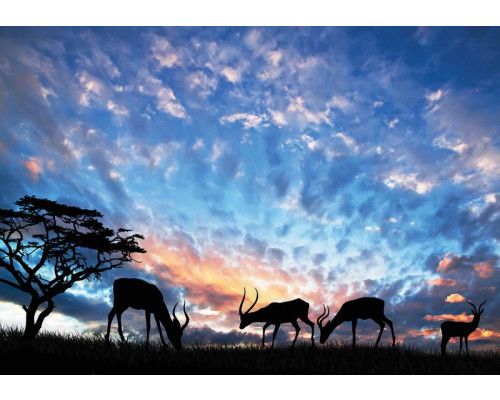 Fototapete von Antilope in einer natürlichen Landschaft, Wildtiere.