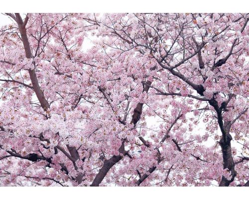 Fototapete mit Apfelblüte und Blumen in einem Baum, bunt und verspielt.