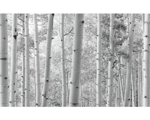 Aspen Forest Wald Fototapete, mit schönen hohen Bäumen.