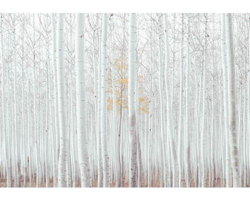 Fototapete eines weißen Waldes mit Espenbäumen, natürliche Ruhe.