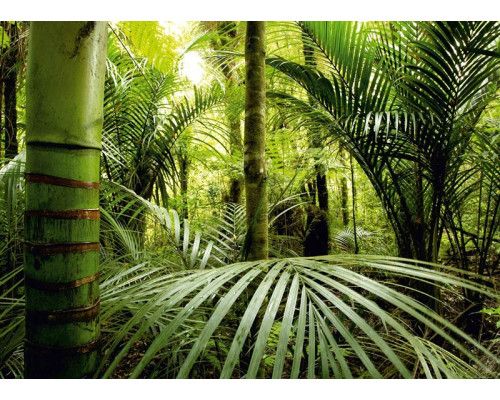 Fototapete Abenteuerlicher Dschungel