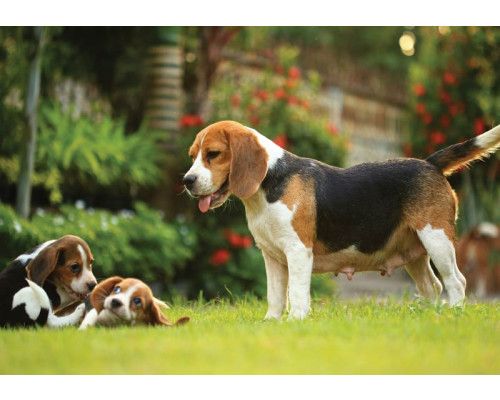 Fototapete mit Beagle-Welpen, die in einer verspielten und niedlichen Komposition dargestellt sind.