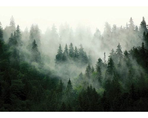 Fototapete Bergwald im Morgennebel
