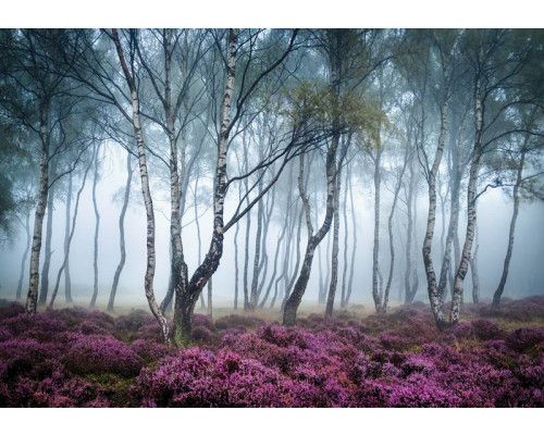 Birkenwald mit Nebel und blühenden Blumen in einer ruhigen Umgebung, Fototapete, die die Gelassenheit der Natur hervorruft.