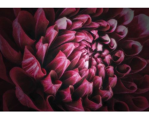 Nahaufnahme einer lebendigen Blume in Rot-, Rosa- und Violetttönen, eine Fototapete, die Farbe und Lebendigkeit verleiht.